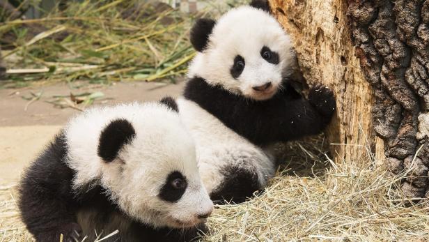 Die Schönbrunner Panda-Zwillinge Fu Feng und Fu Ban