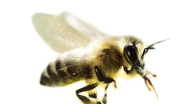 Gefährdete Bienen