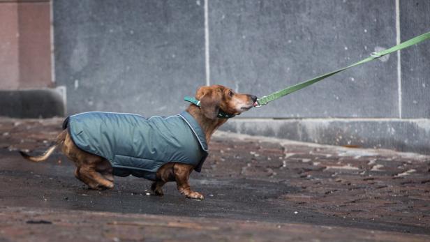 Ein Dackel mit Mantel zieht an einer grünen Leine.