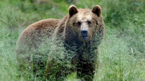 Kärnten: Bär gönnt sich süße "Osterjause"