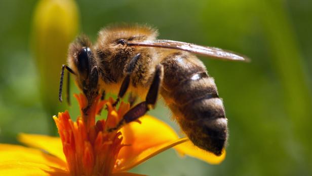 Bienen leben in der Stadt oft besser als auf dem Land