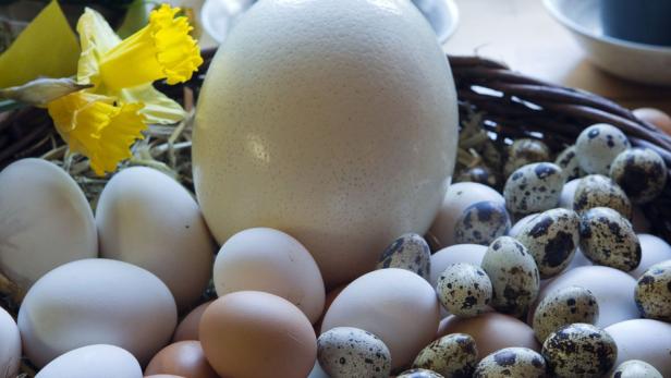 Ein Korb mit Eiern von Wachteln, Hühnern, Enten und Strauß.