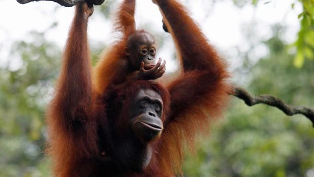Letzte Zuflucht der Orang-Utans ist in Gefahr