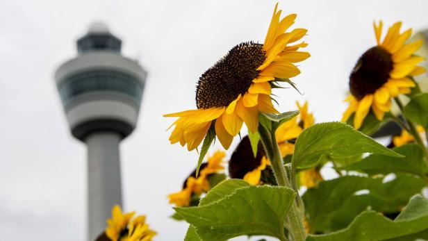 Sonnenblumen blühen vor dem Kontrollturm eines Flughafens.
