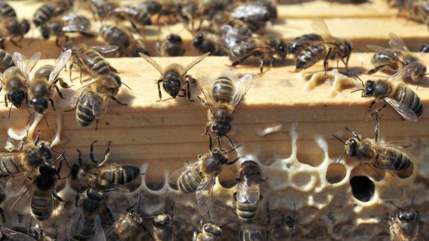 Naturpark in Lousiana wegen &quot;aggressiven Bienenverhaltens&quot; gesperrt (Symbolfoto).