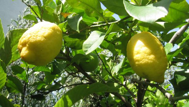 Reife Zitronen in Maslinica: Aus dem Farbkatalog der dalmatinischen Insel Solta
