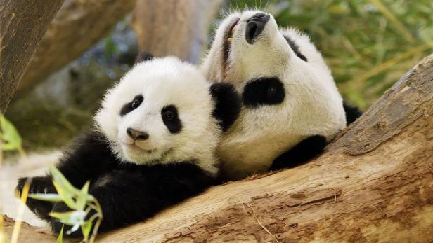 Panda-Mama Yang Yang ist bei den Ausflügen ihrer Zwillinge stets dabei. Seit vergangener Woche erkunden die Jungtiere ihr Zuhause