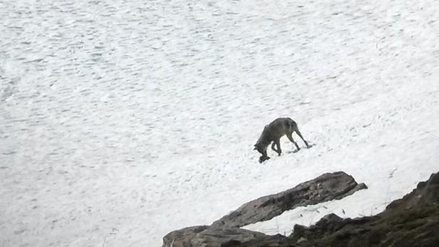 Im Tiroler Teil des Nationalparks Hohe Tauern (im Maurertal im Gemeindegebiet von Prägraten am Großvenediger) ist am 06. Juni 2015 ein junger Wolf gesichtet worden.