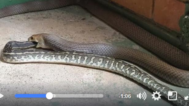 Video: Giftschlange verspeist Python