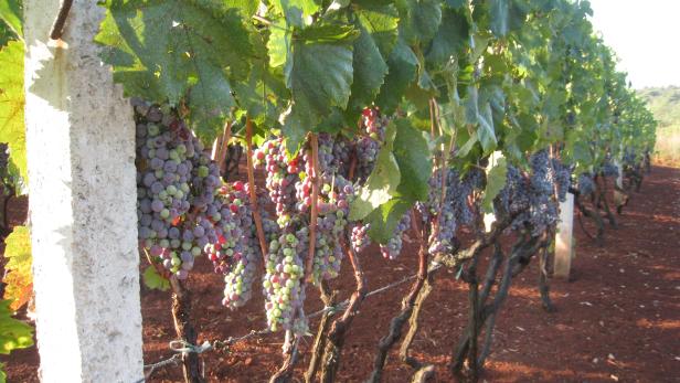 Weintrauben bei Srednje Selo: Aus dem Farbkatalog der dalmatinischen Insel Solta