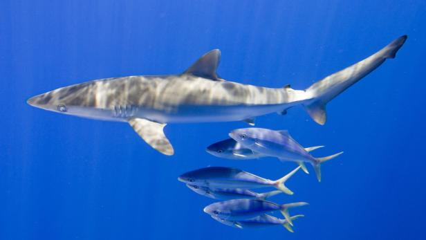 Ein Hai schwimmt über einen Schwarm blauer Fische im Meer.