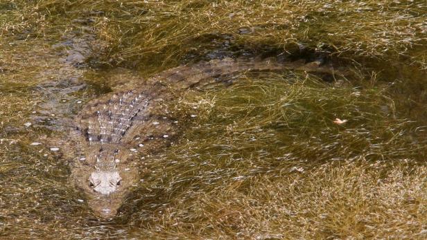 Ein Krokodil liegt im flachen Wasser, umgeben von Gras.