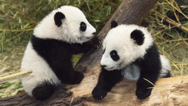 Panda-Zwillinge sind fünf Monate alt