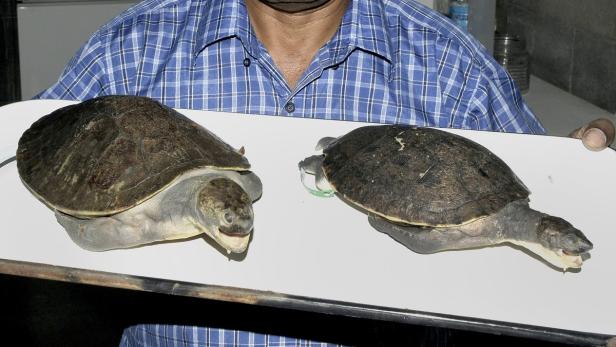 Zwei Spitzkopfschildkröten werden auf einem Tablett präsentiert.