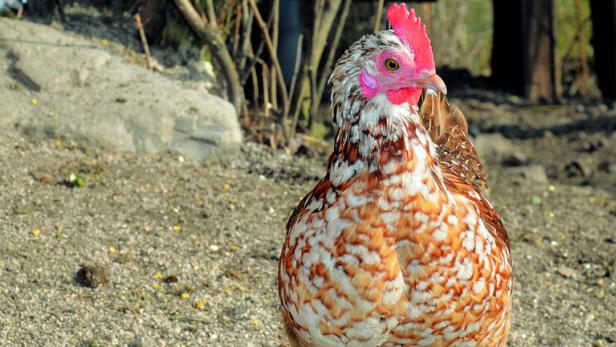 Steinhendl: Die kleinen Landhühner sind gute Legerinnen. Ihre Eier haben große Dotter, ihr Fleisch ähnelt dem des Fasans. Steinhendl