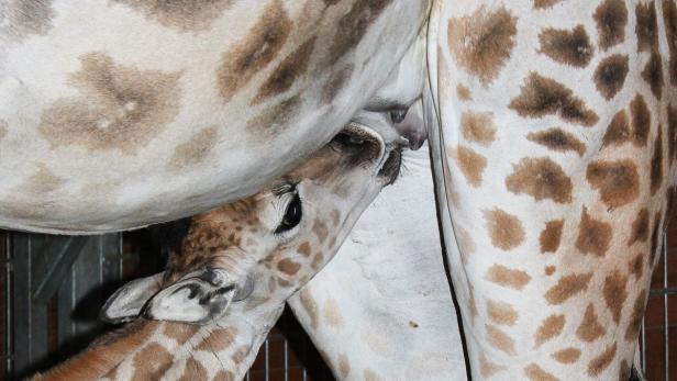 Hunger beim Giraffen-Nachwuchs.