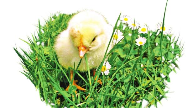 Ein gelbes Küken steht im Gras zwischen Gänseblümchen.