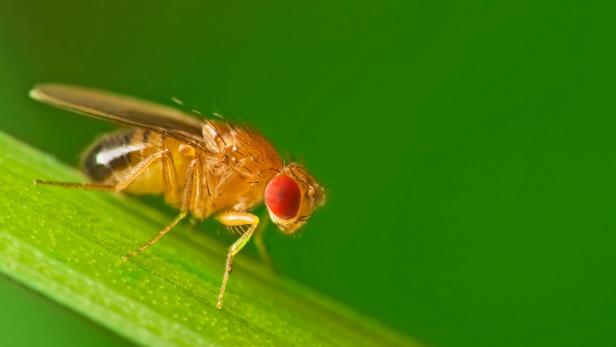 Drosophila melanogaster ist nur zwei bis vier Millimeter lang – umso größer ist ihr Nutzen für die Wissenschaft.