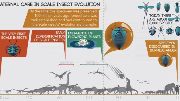 Die fürsorgliche Schildlaus - 100 Millionen Jahre alter Fund