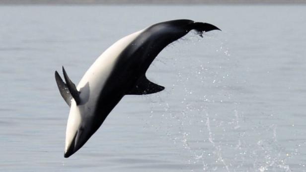 Ein Delfin in Patagonien (Symbolbild).