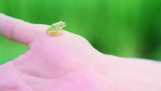 Ein winziger grüner Frosch sitzt auf einer Hand.