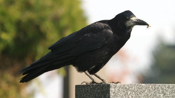 Ein schwarzer Vogel sitzt mit einem Insekt im Schnabel auf einer Steinmauer.