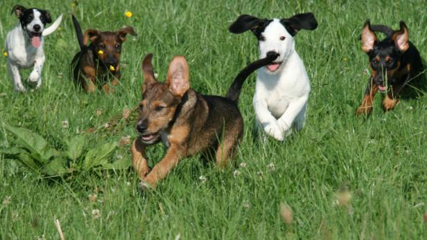 Diese fünf Hundewelpen warten auf ein neues Zuhause.