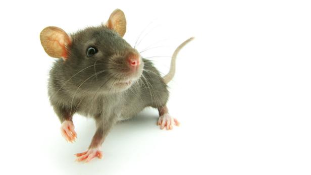 Eine graue Ratte steht auf einem weißen Hintergrund.