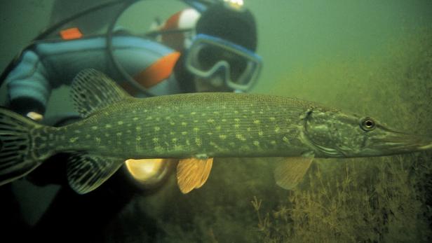 Ein Hecht schwimmt vor einem Taucher im trüben Wasser.