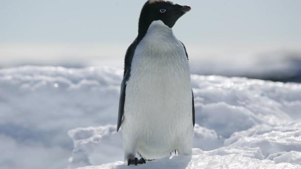 Ein Adelie-Pinguin in der Antarktis (Archivbild)