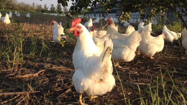 Landwirt Lunzer hält Hühner nach biologischen Richtlinien