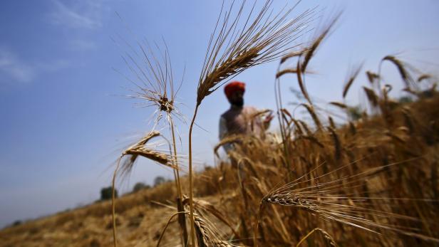 Ein Landwirt mit Turban steht auf einem Feld mit reifem Getreide.