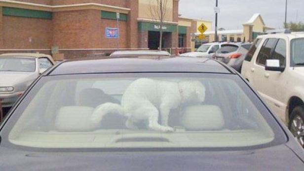 Ein weißer Hund sitzt auf der Rückbank eines Autos.