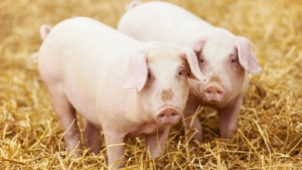 Leben im Stroh: Schweine in Industrieställen können davon nur träumen