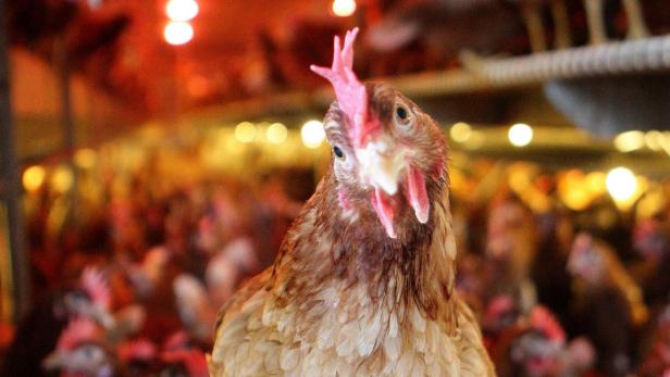 Handelsdeal: Das Huhn ist zum Symbol für die Kritik an den Gesprächen geworden.