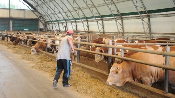 Stallbauten seien durch Anrainerproteste und Auflagen fast unmöglich, auch das Verständnis für die Landwirte in der Bevölkerung sinkt