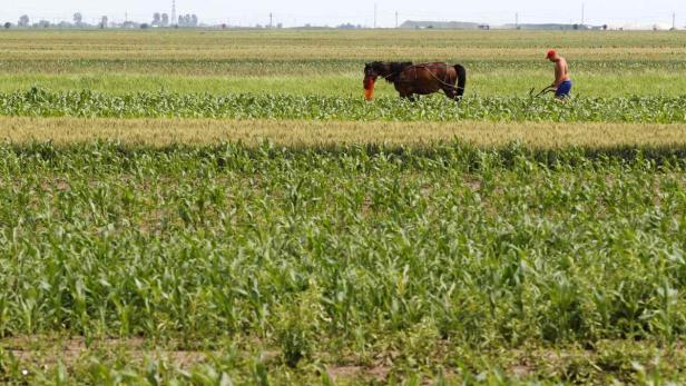 Ein Mann pflügt ein Feld mit einem Pferd.