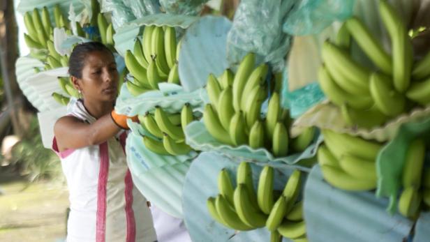 Eine Arbeiterin auf einer Bananen-Plantage in Ecuador (Februar 2015).