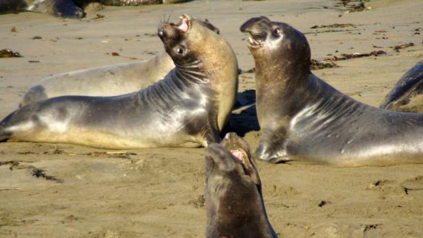 Diese Tiere sind Überlebenskünstler