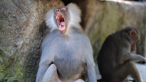Ein Pavian gähnt mit weit geöffnetem Maul an einem Felsen.