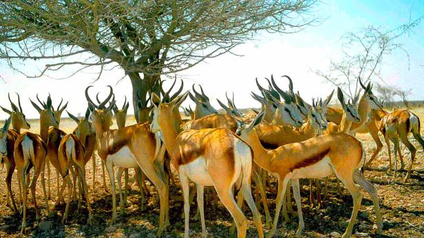 Eine Gruppe Springböcke steht im Schatten eines Baumes.