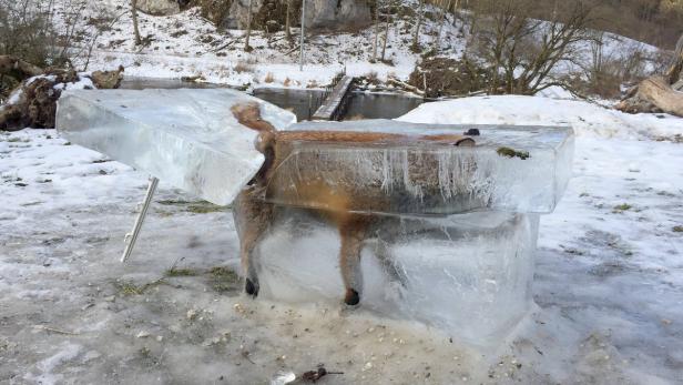Der komplett eingefrorenen Fuchs.