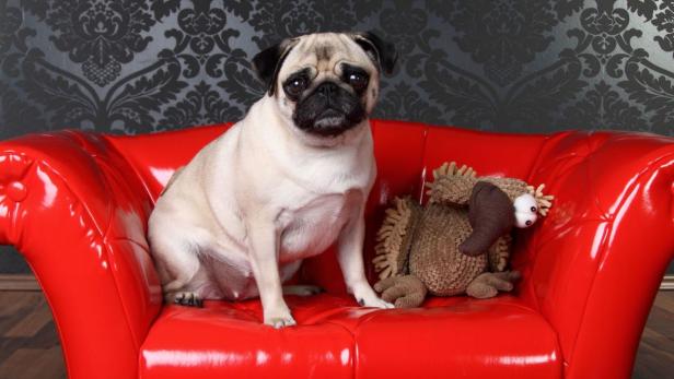 Ein Mops sitzt neben einem Stofftier auf einem roten Sofa vor einer gemusterten Tapete.
