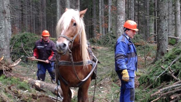 Pferd statt Traktor zum Holzziehen: Das schont die Umwelt, weil es tiefe Räderspuren im Wald vermeidet