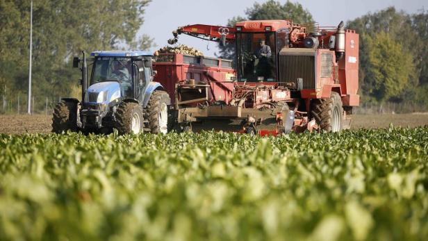 Ein Bauern erntet Zuckerrüben in Tilloy-lez-Cambrai, Nordfrankreich.