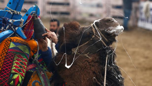 Ein Kamel nach einem Kampf. (Selcuk, nahe Izmir, 15. Jänner 2017)