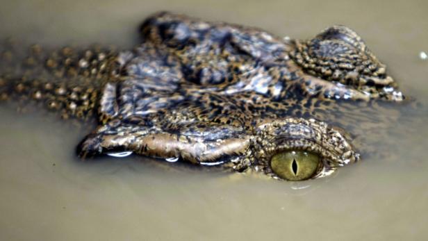 Ein Krokodil liegt im trüben Wasser.
