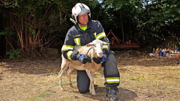 Die Feuerwehr entfernte die Kadaver und fing die restlichen Tiere ein