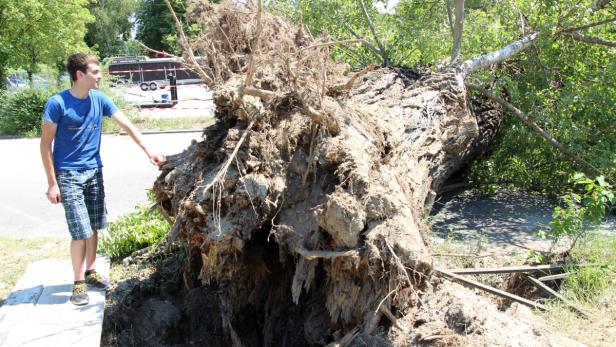 Der mächtige Baum zerdrückte das Fahrzeug.