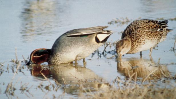 Zwei Krickenten stehen im flachen Wasser und suchen nach Nahrung.
